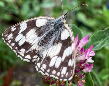 A butterfly visitor to the Worcestershire home