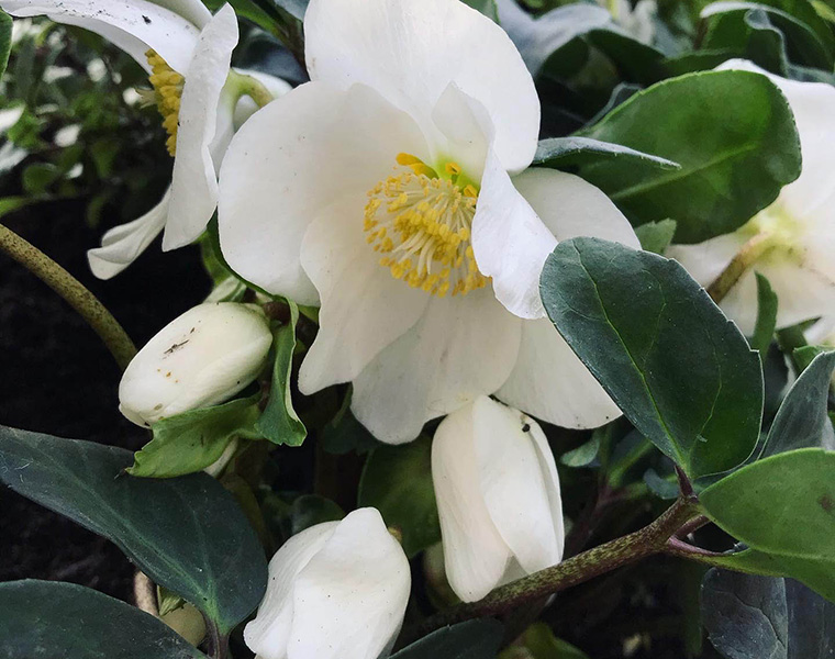 Helleborus niger flower detail at Barnfield Road, London