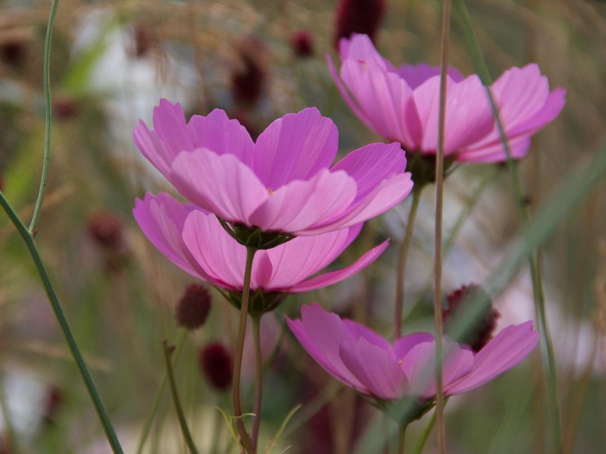 Garden favourites at the Platinum Award winning BBC Gardeners' World Live