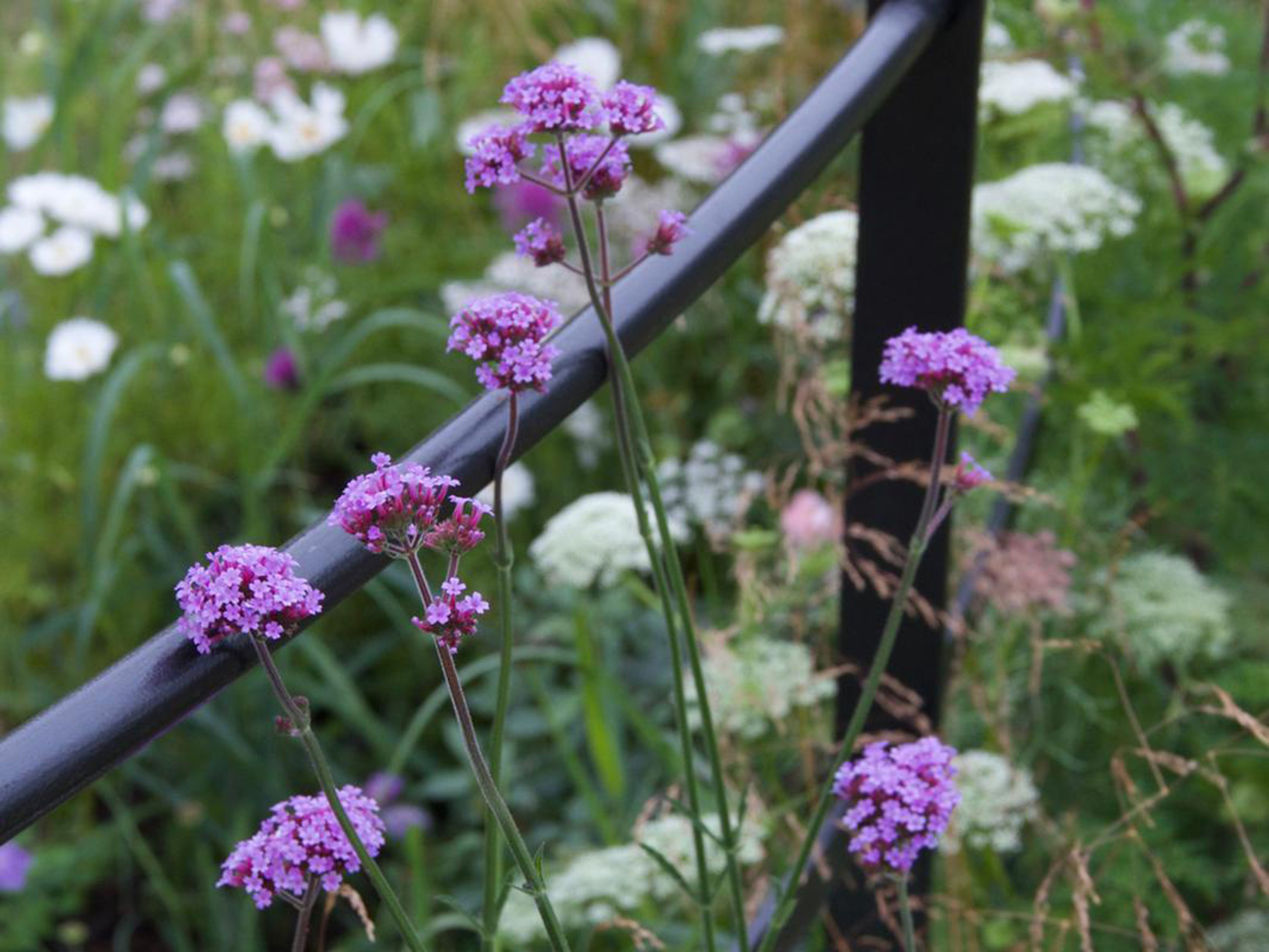 Wildflowers in the award winning garden