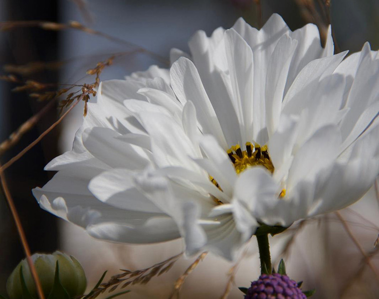 Cosmos, Miscanthus and Devil's-bit Scabious detail in the Best Beautiful Border