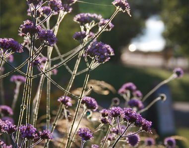 Verbena Bonariensis detail in the Best Beautiful Border