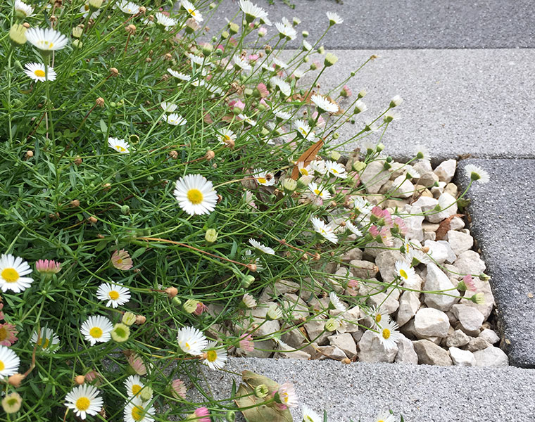 Detail of hard and soft landscaping with erigeron Karvinskianus, front garden design in west London