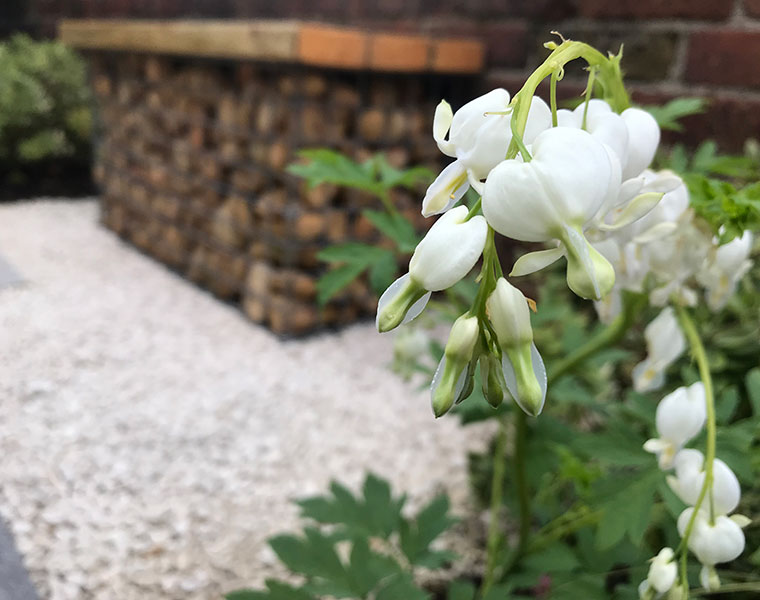 Detail of Lamprocapnos spectabilis 'Alba' or Dicentra spectabilis 'Alba' front garden design in west London