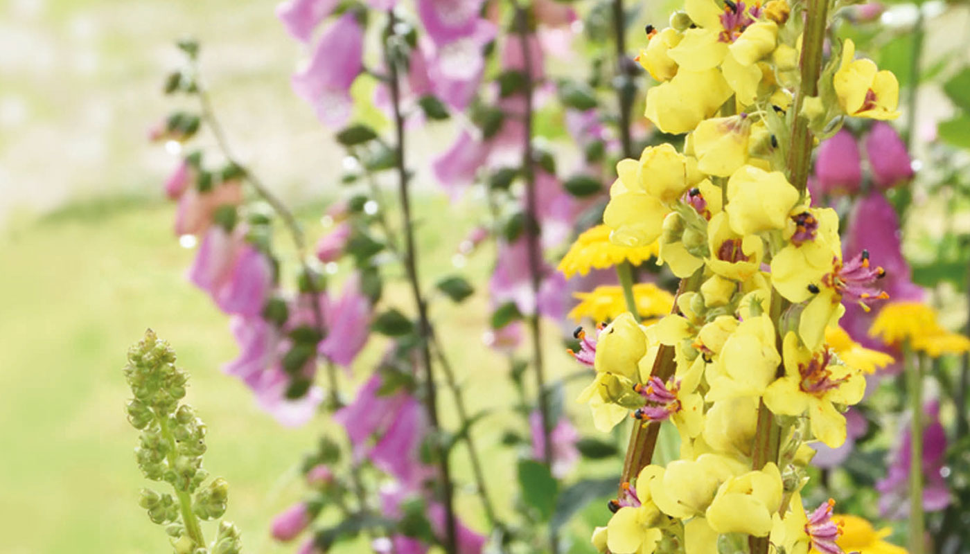 Close up of spring flowers