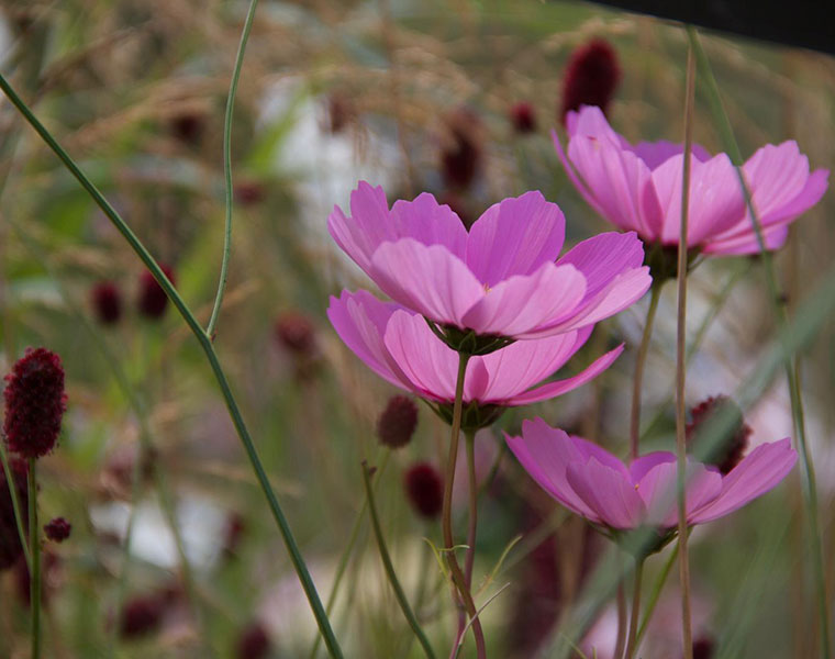 Close up of a purple flower