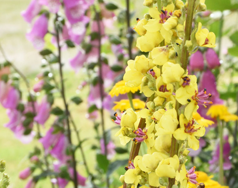 Garden design process drawings