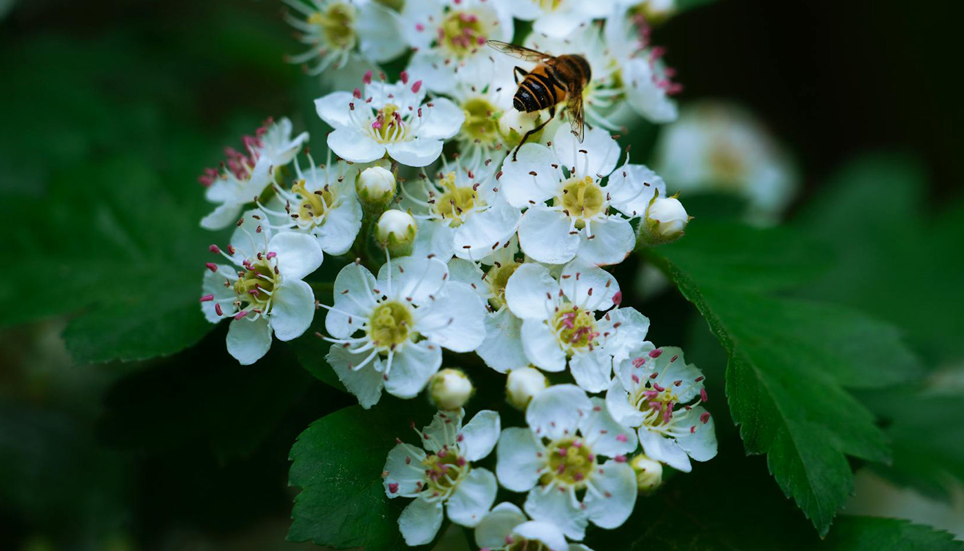 A bee exploring white wildflowers