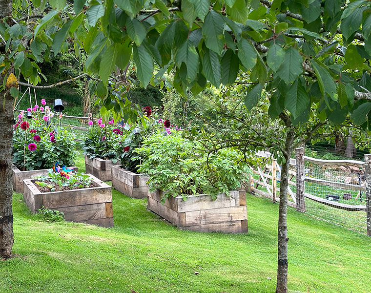 Series of oak raised beds with mixed planting in a green orchard