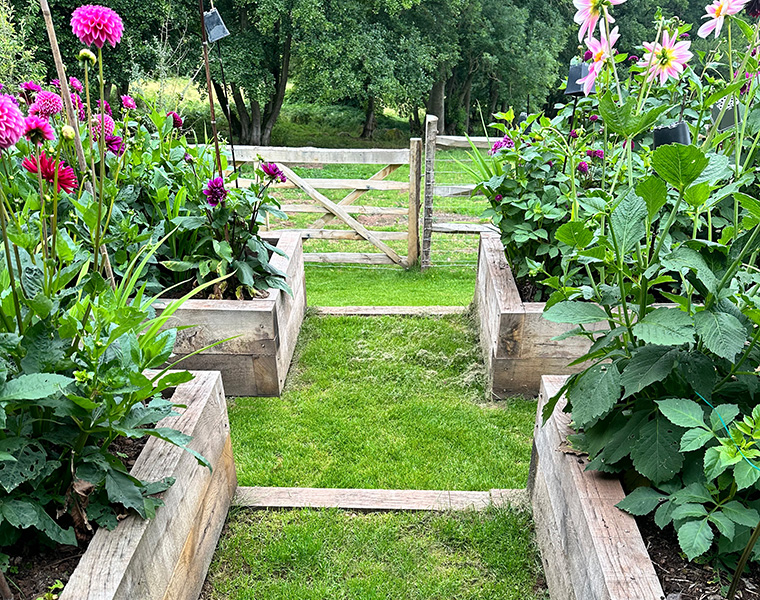 Garden path lined with oak raised beds full of colourful summer flowers