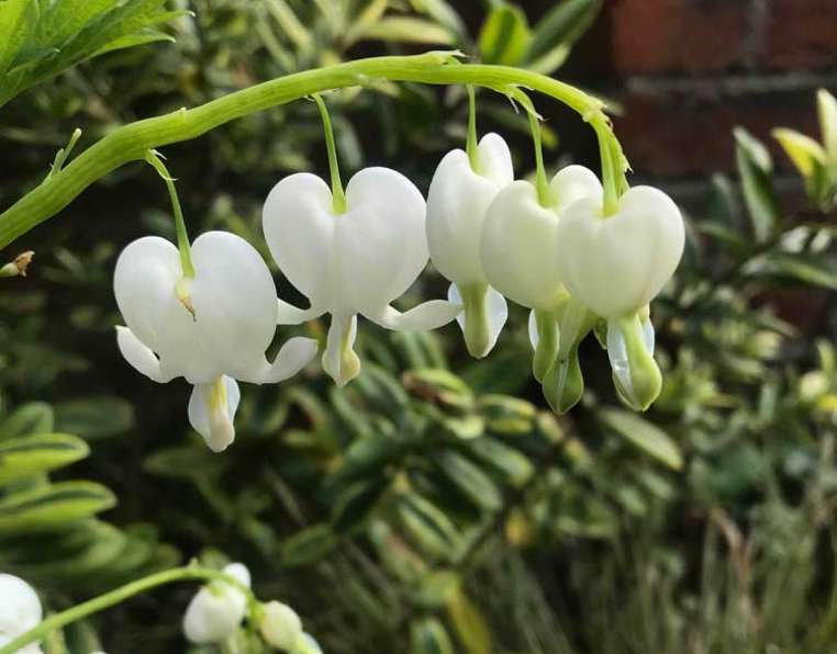 Detail of flowers in a West London garden design