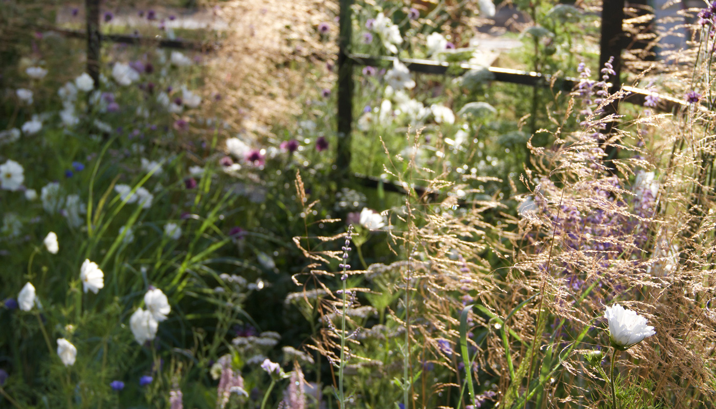 Detail of a rewilded hedgerow