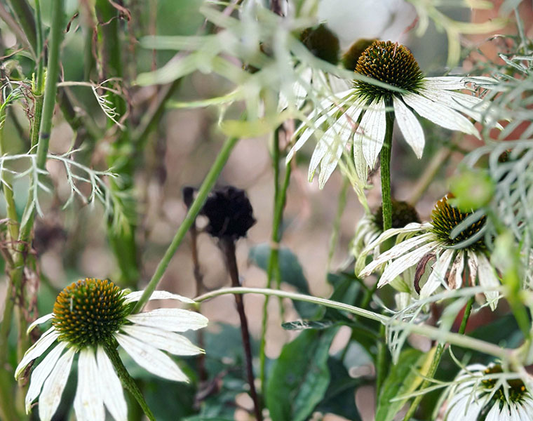 Landscape and garden designer Tina Worboys