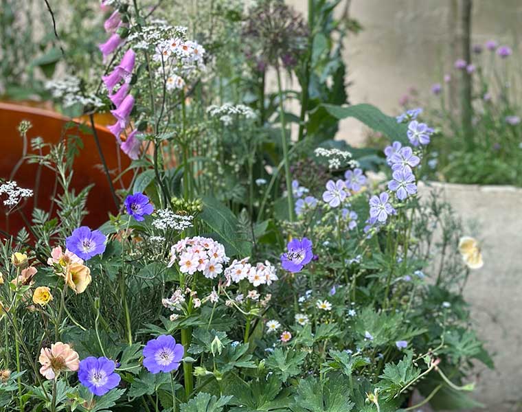A garden bed with a mix of blooming flowers in purple, white, pink, and yellow shades.