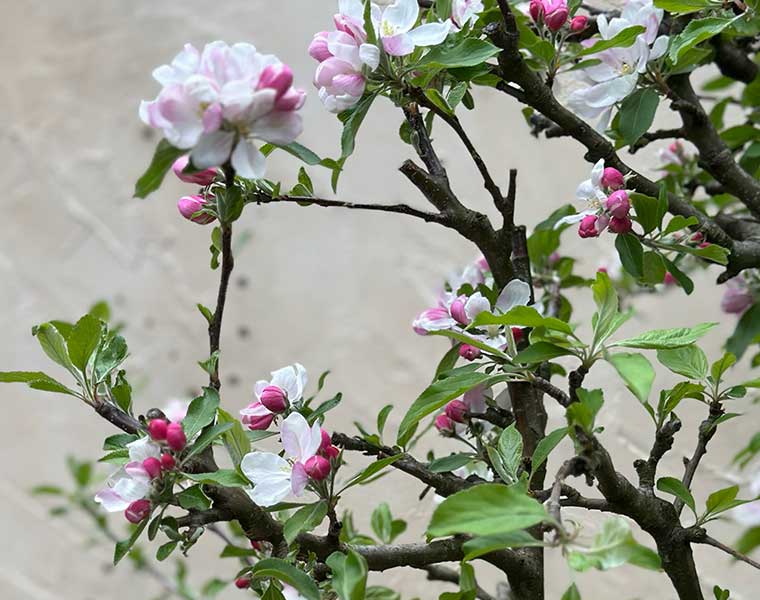 Branches with green leaves and pink and white flower buds against a blurred beige background.