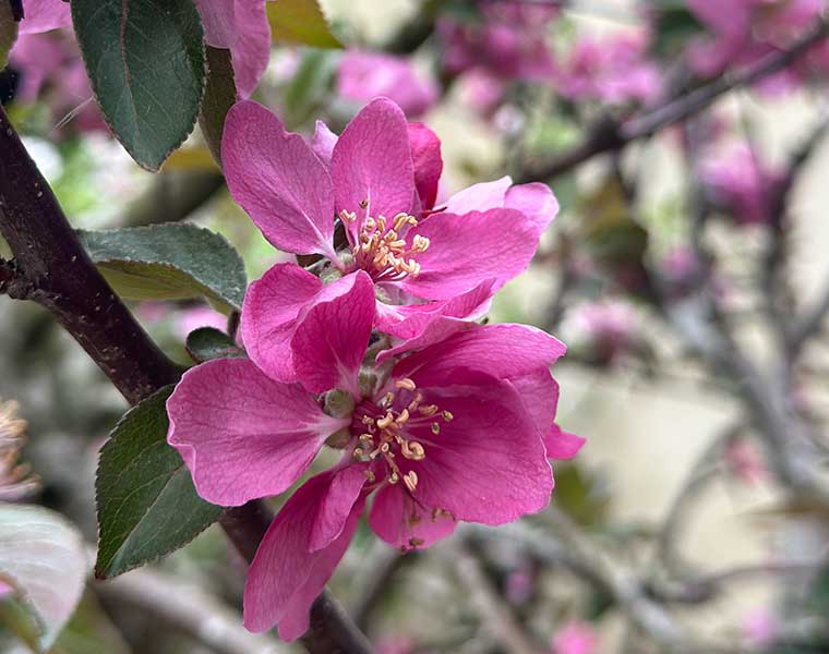 Close-up of bright pink flowers with yellow stamens on a tree branch with green leaves.